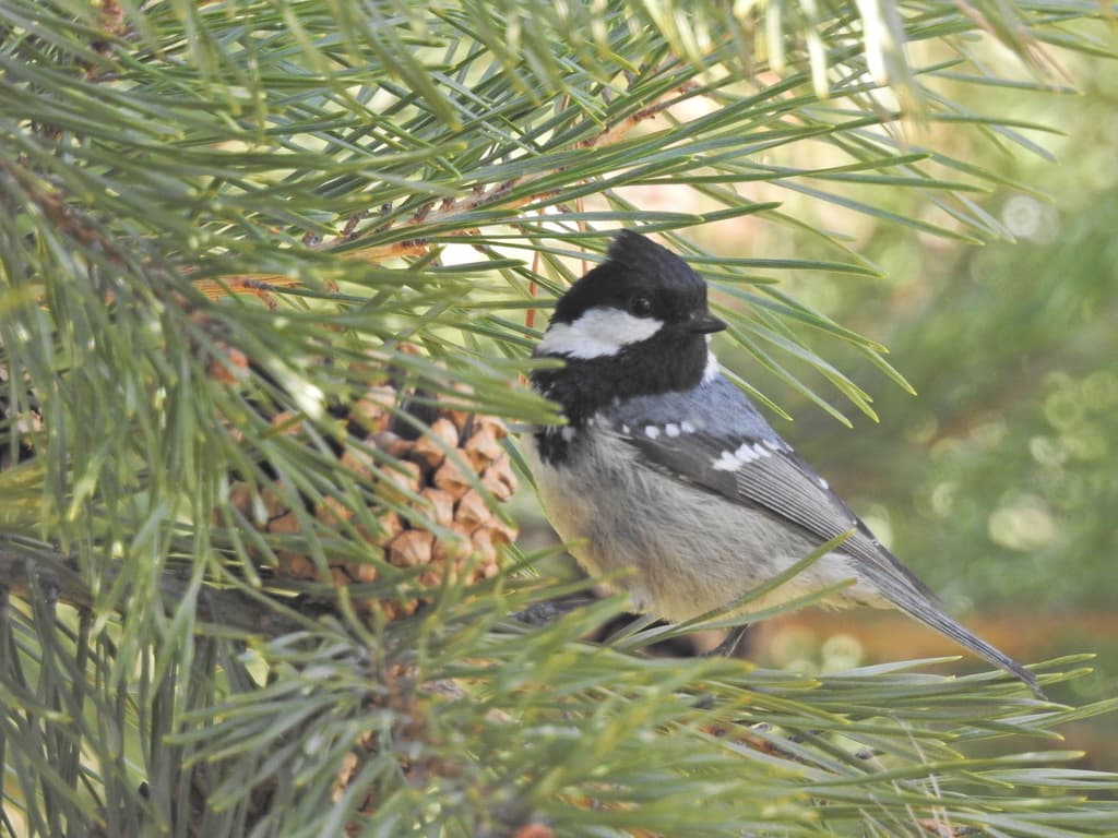 Mésange noire