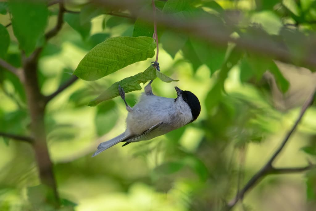 Mésange nonnette